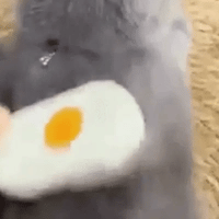 ¿El pelo de tu mascota está por toda la casa?